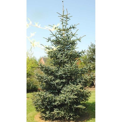 Abies pinsapo spanish fir - abies, /