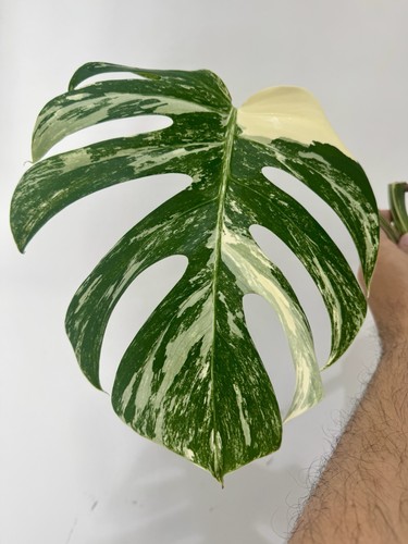 Variegated monstera albo - monstera,