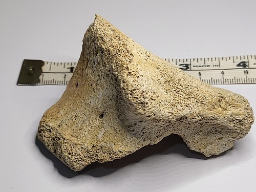 Large triceratops vertebra - large,