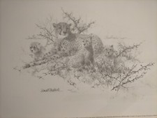 David Shepherd - Cheetah