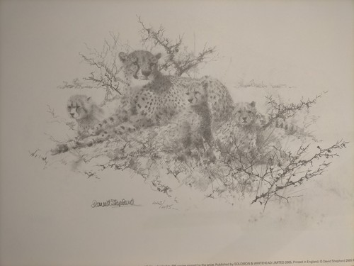 David shepherd cheetah - david,