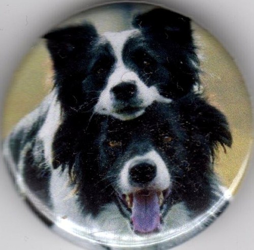 Border collie pin button - pin, badge
