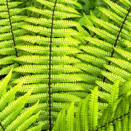 Dryopteris wallichiana alpine - dryopteris,