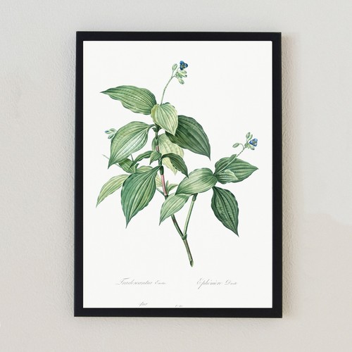 Vintage botanical plant - vintage,