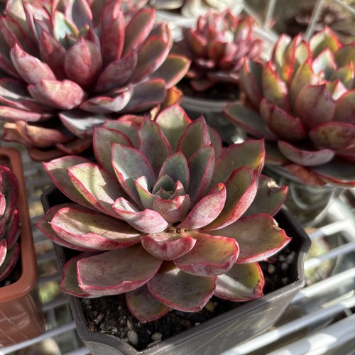 Echeveria hera - echeveria,