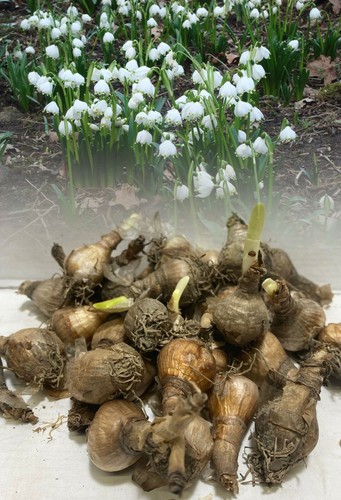 Leucojum aestivum giant - aestivum,