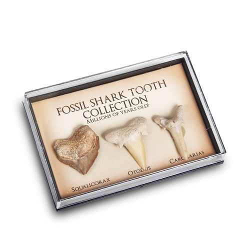 Mini shark teeth fossil - , box
