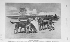 Original Old Antique Print