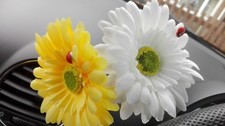Gerbera daisy dash car - dash,