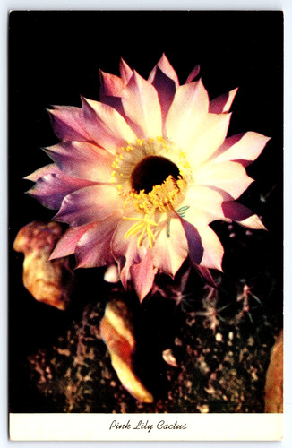 Pink easter lilly - pink,