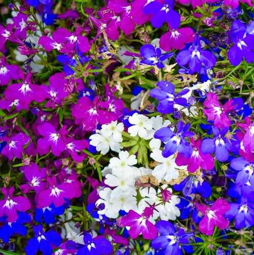 Trailing lobelia cascade mix - trailing,