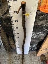 BLACKTHORN  WALKING STICK