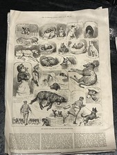 CRUFTS The Kennel Club Dog Show: Crystal Palace 1883, Original Antique Newspaper