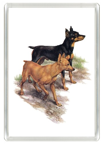 Miniature pinscher min - miniature, dog