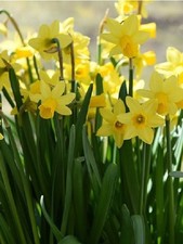 Narcissus Tete a Tete Dwarf Rockery Daffodil Top Size Spring Bulbs
