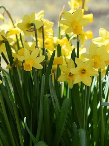Narcissus tete dwarf - narcissus,