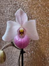 Rare Paphiopedilum delenatii