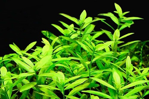 Hygrophila polysperma live - 5, x