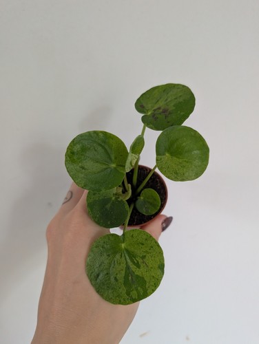 Pilea mojito chinese money - chinese,