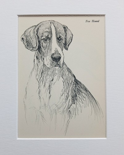 Fox hound dog - , vintage