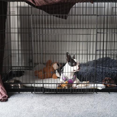 Pcs pet fencing panel - panel, dog
