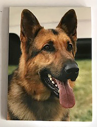 German shepherd dog magnetic - german,