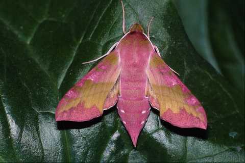 432082 small elephant hawk - elephant,