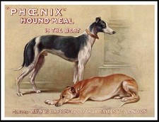 GREYHOUND DOG ART PRINT POSTER
