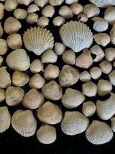 Natural Shells Cockle Seashells 2-5.5cm 560g Beach Display Craft Aquarium Sea