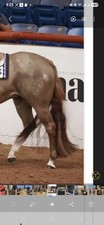 Real Horse Hair Tail Extension
