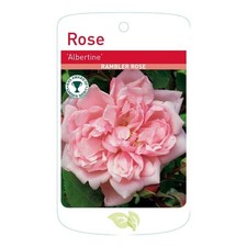 Albertine Rambling Rose Root