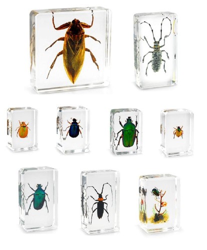 Real office insect - insect, paperweight