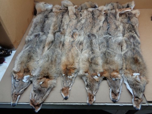 Tanned flat coyote hide - , xl