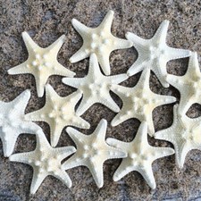 10* White Knobby Star Fish Natural Dried Starfish Sea Star Wedding Home Decors 