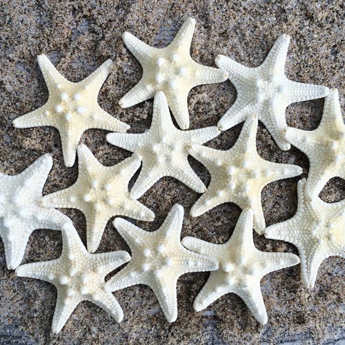 White knobby star fish - white,