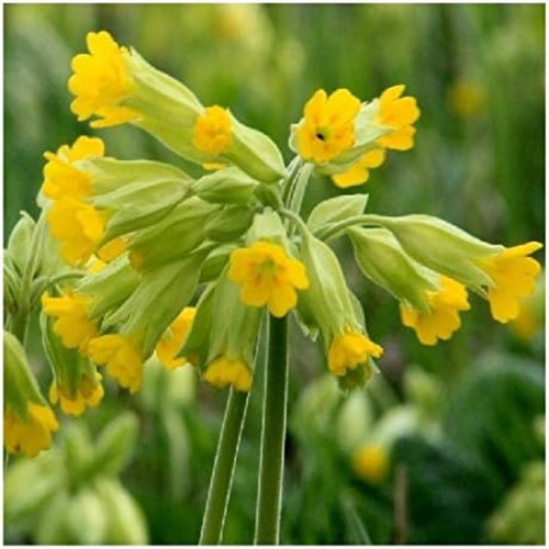 Cowslip seeds 100 native uk - seeds,