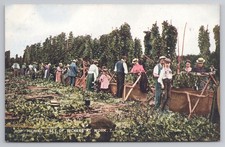 Hop-Picking, Set of Pickers at Work No.7, tinted collotype hop garden, c1905