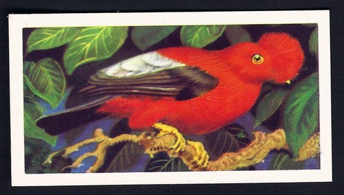 Brooke bond tropical birds - brooke,