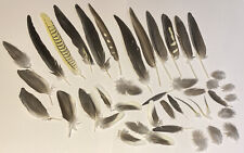 42x Parrot Bird Feathers Arts Crafts Grey / White Naturally Moulted