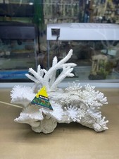 LARGE WHITE CORAL AQUARIUM