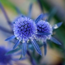 Sea Holly / Eryngium planum /