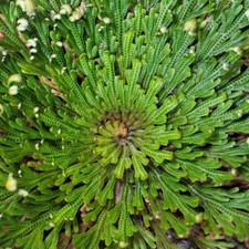 Selaginella lepidophylla Rose