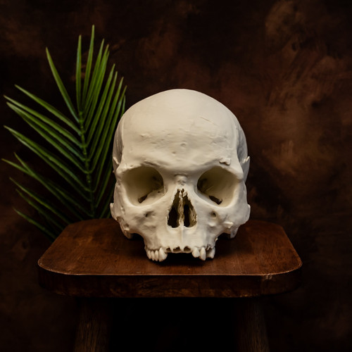 Human skull replica life size - life,