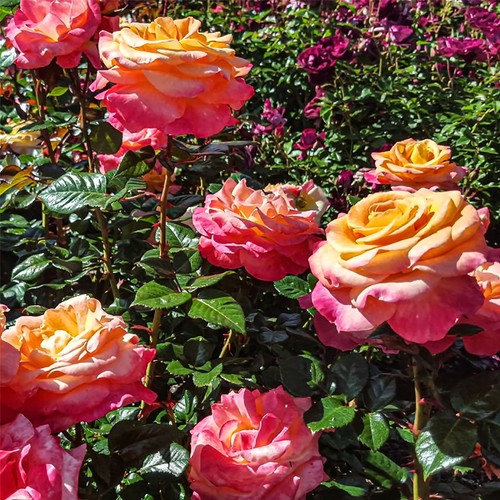 English bush rose - bush, flower