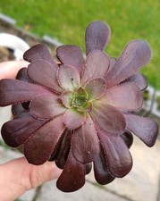 Aeonium 'swartzkopf' black