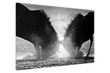 Wildebeest Black & White Canvas Wall Art Poster for Living Room Bedroom Office