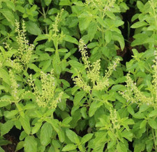 40 Thai Wild Holy Basil
