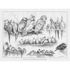 LOUIS WAIN Bird Show at the