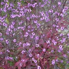 Verbena Bampton x5 Plants 5cm