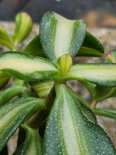 Crassula ovata return of - ovata, "return